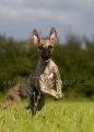 38 Windhund-Trio